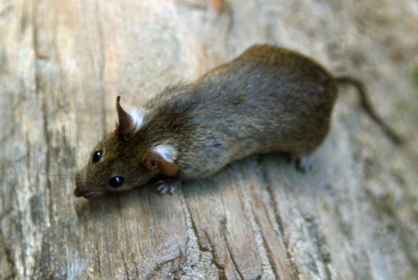Ratte - © Foto: Arno Burgi