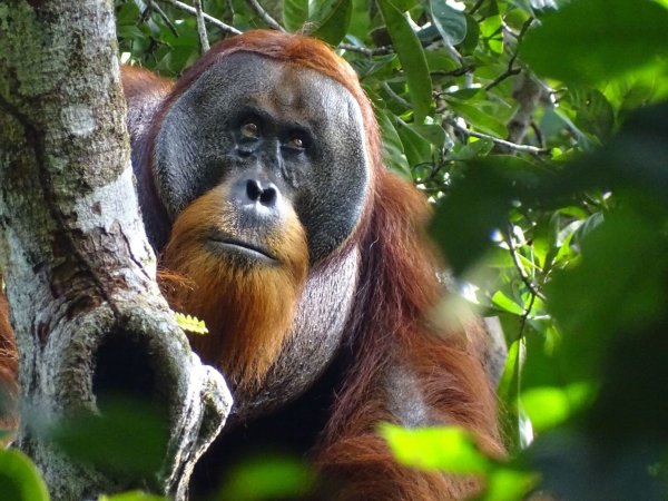 Der männliche Sumatra-Orang-Utan namens Rakus im Urwald von Suaq Balimbing hat sich selbst geheilt. Zwei Monate nach der Selbstbehandlung war die Wunde kaum noch sichtbar. - © Safruddin/Max-Planck-Institut für Tierverhalten/SUAQ foundation/dpa