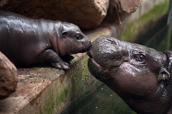 Das mehrere Wochen alte Hippo-Jungtier Mufaro und Mutter Ayoka in ihrem Gehege im Zoo Duisburg. - © Federico Gambarini/dpa