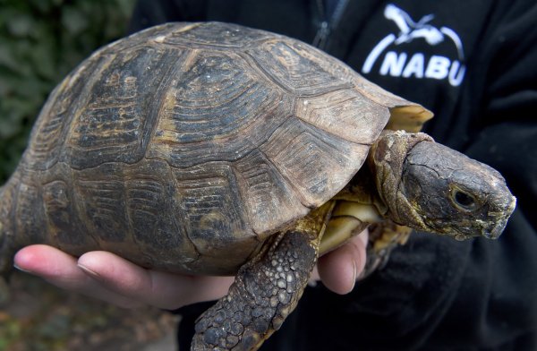 Griechische Landschildkröte - © Foto: Holger Hollemann/dpa
