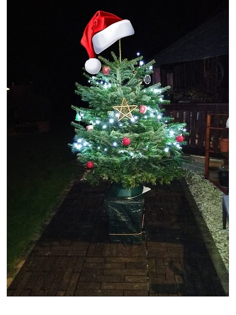 Weihnachtsbäume in Lippe