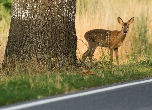 Allein im vergangenen Jagdjahr starben knapp 25.000 Rehe nur auf den Straßen von NRW. (Symbolbild) - © Patrick Pleul/dpa