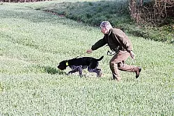 In ihrem Element: Die zweij&auml;hrige Deutsch Drahthaar H&uuml;ndin Donna vom Schwalenberger Land ist konzentriert bei der Sache und f&uuml;hrt Andreas Niemeier zum erlegten Wild. - &copy; Foto: Stork