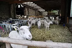 Artgerechte Tierhaltung: Auch diese Schafherde ist auf dem Sprutenhof zu Hause. Hier werden einige Rassen erhalten, die in der heutigen Zeit sonst keine Chance mehr aufs &Uuml;berleben h&auml;tten. Foto: Privat