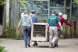 Vorerst werden keine Tiere mehr abgeholt: Mitarbeiter des Bad Pyrmonter Zoos vergangene Woche auf dem Weg zu Panther "Joey", der bereits verkauft worden ist. Fotos: Scherzer
