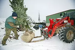 Ab in die Schweiz: Dominik Tegeler, Gärtnergehilfe der Baumschule Eikermann, hat mit seinen Kollegen viele für das Vettel-Anwesen bestimmte Bäume auf den Gabelstapler wuchten müssen. 