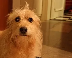 Diese elfj&auml;hrige H&uuml;ndin wurde am Samstag verpr&uuml;gelt. - &copy; FOTO: SILKE KR&Ouml;GER