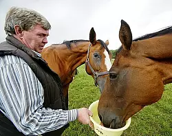 Pferde sind sein Metier: Z&uuml;chter Hartwig Rellensmann hat in der Szene einen guten Ruf. Foto: Scherzer