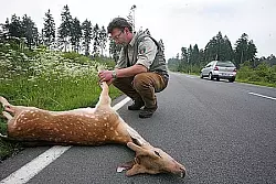 Opfer des Verkehrs: Gerade in dieser Jahreszeit lebt das Wild gefährlich, wenn es die Straße kreuzt. Dieser einjährige Damspießer wurde 2008 in Detmold überfahren. Förster Jürgen Windmann kontrollierte die Unfallstelle. - © Archivfoto: Gerstendorf-Welle