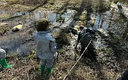 Mit Wathose und per Leine gesichert geht ein H&ouml;velhofer Feuerwehrmann zur Tierrettung in den Schlamm. - &copy; Feuerwehr H&ouml;velhof
