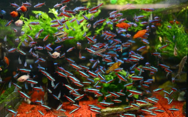 Aquarium - © Foto: Caroline Seidel/dpa-tmn