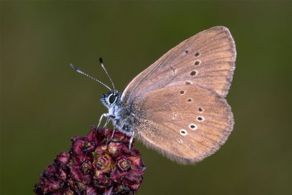 Der Dunkle Wiesenknopf-Ameisenbläuling ist der «Schmetterling des Jahres» 2026 . - © Tim Laussmann/BUND/dpa