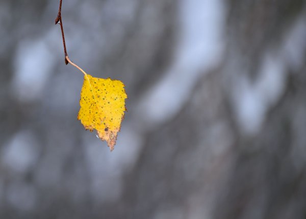 Die Blätter fallen, die Kälte kommt: Es ist Herbst in NRW, der Winter ist nicht mehr fern. (Symbolbild) - © Patrick Pleul/dpa