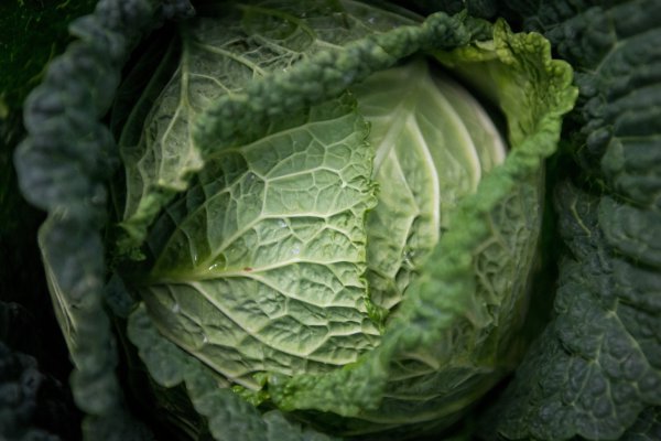 Wirsing - © Foto: Sebastian Gollnow/dpa