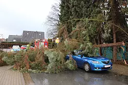 In der Lemgoer Bodelschwinghstra&szlig;e ist ein Baum auf ein Auto gefallen. - &copy; Marlen Grote