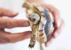 Auch Schildkr&ouml;ten werden zunehmend in Tierheimen abgegegeben. - &copy; dpa