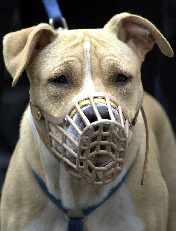American Staffordshire - © Foto: Uwe Zucchi/dpa