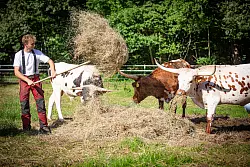 Rouven Hoomann f&uuml;ttert seine Original-Texas-Longhorn-Rinder. - &copy; Mike-Dennis M&uuml;ller / www.mdm.photo