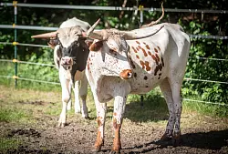 Die Rinder stammen aus Texas oder Kanada. - &copy; Mike-Dennis M&uuml;ller / www.mdm.photo