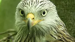 Schau mir in die Augen: Mit eigens entwickelter Kameratechnik kommt Jähne den Tieren besonders nahe. - © Robin Jähne