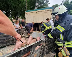 Die &uuml;berlebenden Ferkel wurden auf einen anderen Tansporter umgeladen. - &copy; Feuerwehr Borchen