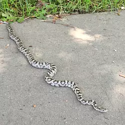 Diese exotische Schlange wurde am Dienstag am Schulzentrum Aspe gesichtet. - &copy; Claudia Schlothauer