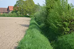 Einst &uuml;blich: ein Feldrand mit Hecke. Dort kann Regenwasser aufgenommen werden und versickern. - &copy; BUND Lippe