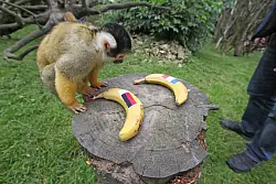 Herr Nielson hat 2016 im Vogelpark Heiligenkirchen als Orakel gearbeitet. - &copy; Archivfoto: Vera Gerstendorf-Welle
