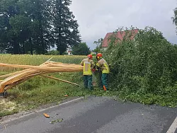 In Lage r&auml;umt die Feuerwehr am Sonntagnachmittag einen umgeknickten Baum von der Stra&szlig;e. Ein Blitz war hier in der vorherigen Nacht eingeschlagen. - &copy; Feuerwehr Lage