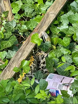 Dieser Anblick hat die Bewohner m&auml;chtig erschreckt. - &copy; Feuerwehr Detmold/Christopher Rieks