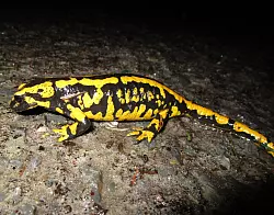 33 Salamander haben die Amphiensch&uuml;tzer gerettet. - &copy; BUND Detmold