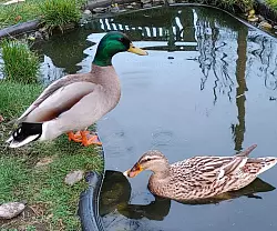 Klaus (r.) wird vermutlich mit seinem Lieblings-Erpel unterwegs sein. - &copy; Helma Olderdissen