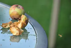 Sinnbild für Mut: Eine Hornisse frisst an Fallobst. Gleichzeitig ist - als Nahrungskonkurrent - eine Wespe im Anflug. Und das, obwohl Wespen zur Nahrung von Hornissen zählen. - © Claudia Viotto