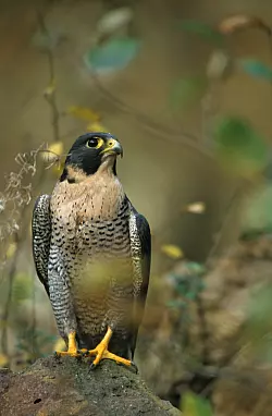 Wanderfalke am Boden. - &copy; fokus-natur.de