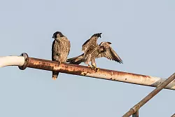 Wanderfalken bei Rietberg. - &copy; S. Wolf