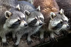 Eine Waschb&auml;rin und ihre drei Jungen wurden fast von einer Stra&szlig;enbahn &uuml;berfahren. Doch der Fahrer reagierte rechtzeitig. - &copy; Pixabay/Symbilbild