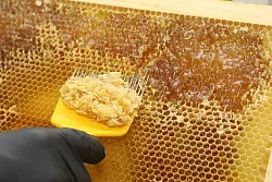 Selbst Kerzenwachs kann ersatzweise genutzt werden. - © Susanne Barth