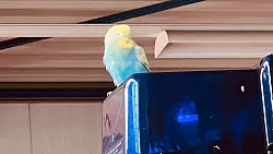 Der blau-gelb-gefiederte Ausreißer hat sich den ganzen Tag über auf dem Gelände der Malteser in Gütersloh aufgehalten. Rettungsversuche scheiterten zunächst. Hansi wehrte sich rabiat. - © Malteser Hilfsdienst Gütersloh