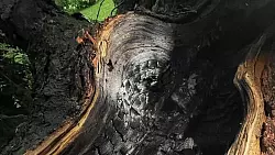 In Werther schlug am fr&uuml;hen Dienstagmorgen der Blitz in eine Fichte am Ascheloher Weg ein. Der Baum brannte vollst&auml;ndig aus. - &copy; Feuerwehr Werther