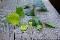 Die jungen Bl&auml;tter der Moorbirke (links) im direkten Vergleich zu den Bl&auml;ttern der Sandbirke (rechts). - &copy; Landesverband Lippe