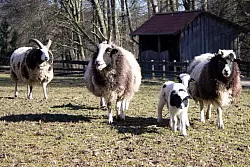 Die Jakobsschafe haben oft vier H&ouml;rner. - &copy; Stadt Bielefeld