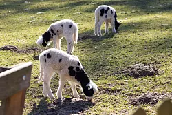 Die j&uuml;ngsten L&auml;mmer kamen am 10. M&auml;rz zur Welt. - &copy; Stadt Bielefeld