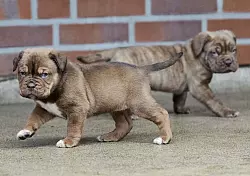 Für die beiden Mädels gibt es bereits Interessenten. Die gestromte Farbe haben sie vom Boxerpapa. - © Steffi Behrmann