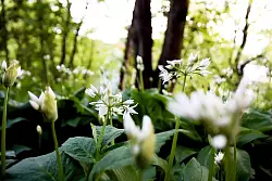 Wenn Bärlauch blüht, schmecken zwar die Blätter nicht, die Blüten aber schon - und zwar nach Knoblauch. - © Mascha Brichta/dpa-tmn