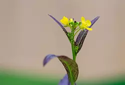 Gelb leuchten die Blüten des Senfkrauts, sie haben im Geschmack eine leichte Schärfe. - © Zacharie Scheurer/dpa-tmn