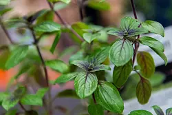 Die Basilikumsorte «Blauer Afrikaner» verträgt sowohl niedrigere Temperaturen als auch Sonne, ist also sehr robust. - © Zacharie Scheurer/dpa-tmn