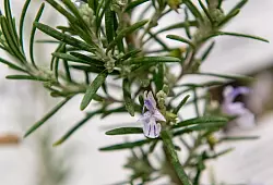 Auch Rosmarinblüten sind essbar und eignen sich gut zum Dekorieren einer Mahlzeit. - © Zacharie Scheurer/dpa-tmn