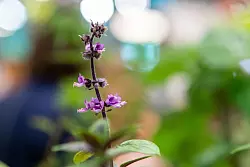 Die Blüten der Basilikumsorte «Blauer Afrikaner» schmecken leicht pfeffrig. - © Zacharie Scheurer/dpa-tmn