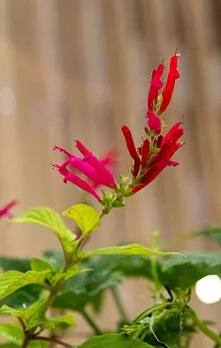 Die Blüten von Ananassalbei bringen mit ihrem knalligen Rot Farbtupfer ins Essen. - © Zacharie Scheurer/dpa-tmn