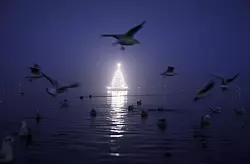 K&uuml;nstliche Beleuchtung beeinflusst das Verhalten von V&ouml;geln. (Archivbild) - &copy; Christian Charisius/dpa